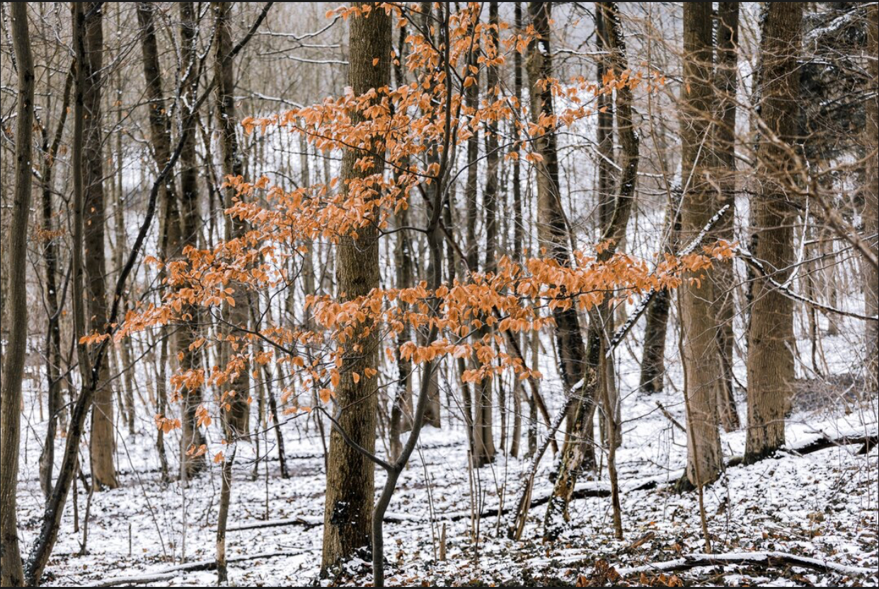 Prognoza meteo, 18 decembrie. Temperaturi neobișnuite pentru o lună de iarnă. Fulguieli în unele regiuni