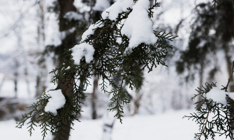 Temperaturi negative, cu multe grade sub minus, în Republica Moldova