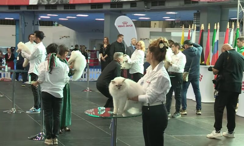 Pisica Wild Forest’s Nordri, desemnată Campion Mondial 2025 la Romexpo