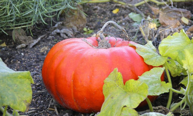 Misterul dovlecilor uriași: cum cresc exemplare de dimensiuni impresionante