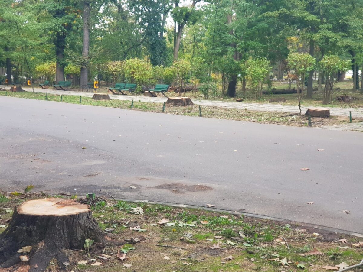 Tăierea stejarilor din Herăstrău, în atenția procurorilor. S-a depus plângere penală