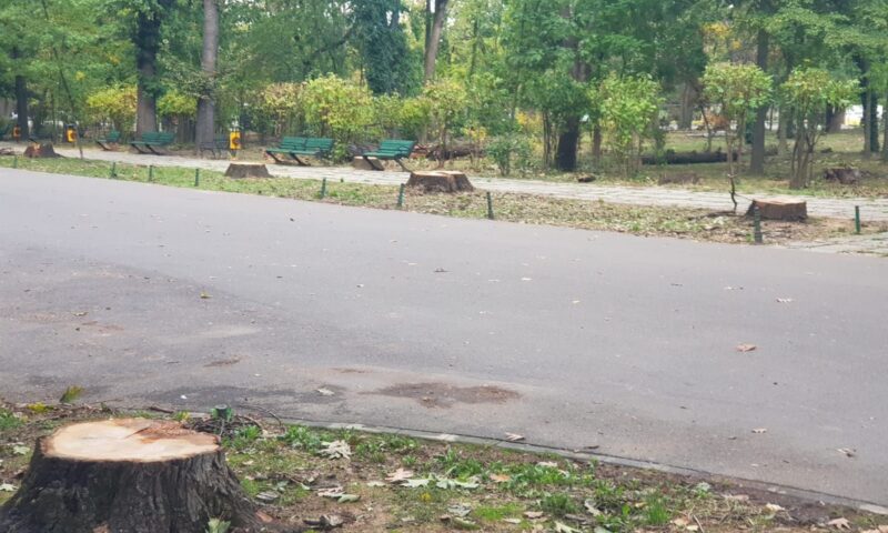 Tăierea stejarilor din Herăstrău, în atenția procurorilor. S-a depus plângere penală