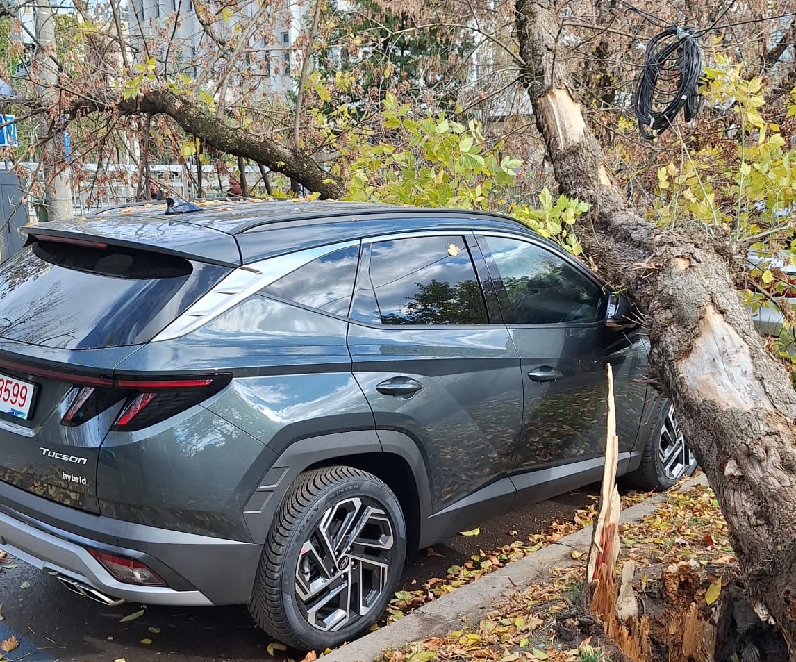 Copac doborât de vânt în Capitală. Incidentul readuce în atenție problema arborilor neîngrijiți