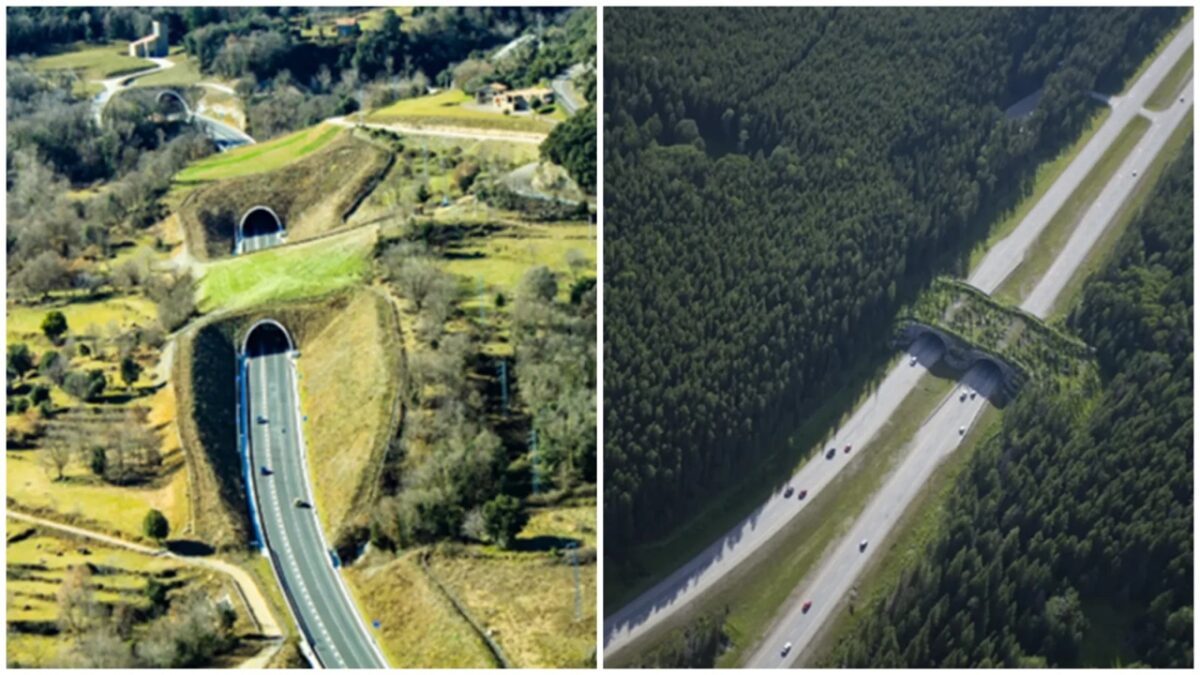 Cum va arăta cea mai așteptată autostradă a României. Drumul spre Europa trece prin Făgăraș