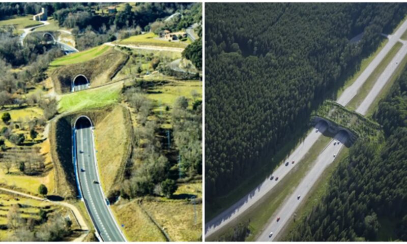 Cum va arăta cea mai așteptată autostradă a României. Drumul spre Europa trece prin Făgăraș