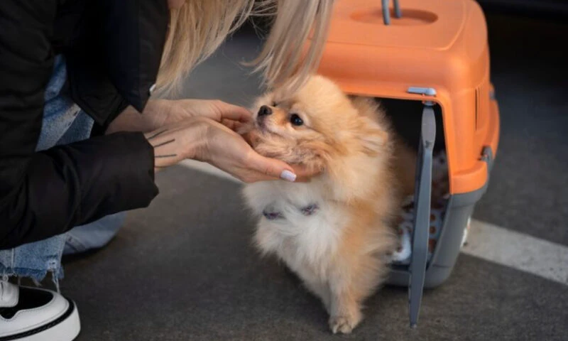 Schimbări de reguli la zborurile cu avionul. CJUE, decizie despre animalele de companie