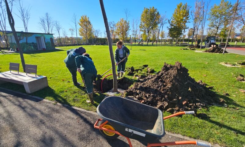 Sancțiuni noi în capitală pentru defrișări și tăieri de arbori. Ce riscați