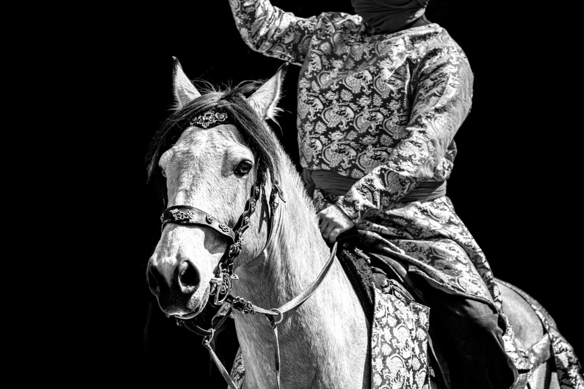 Lege nouă pentru protecția animalelor. Forțarea lor în competiții, interzisă de Senat