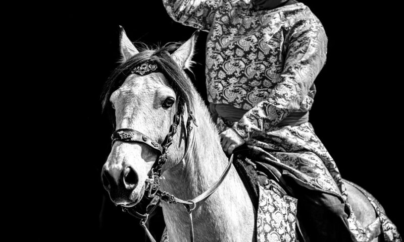 Lege nouă pentru protecția animalelor. Forțarea lor în competiții, interzisă de Senat