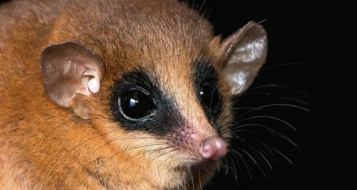 O nouă specie de marsupial descoperită în Peru. Are fața desenată ca o mască