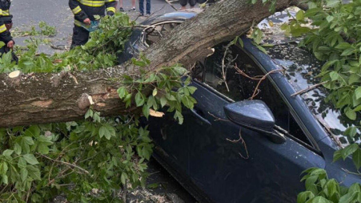 Mașina distrusă de un copac. Cine plătește despăgubirile