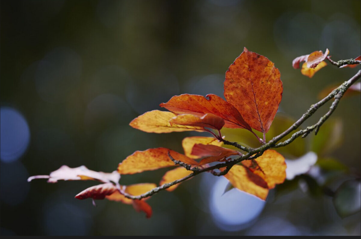 Prognoza meteo, 24 octombrie. Vreme capricioasă la început de weekend. Temperaturile scad semnificativ în toată țara