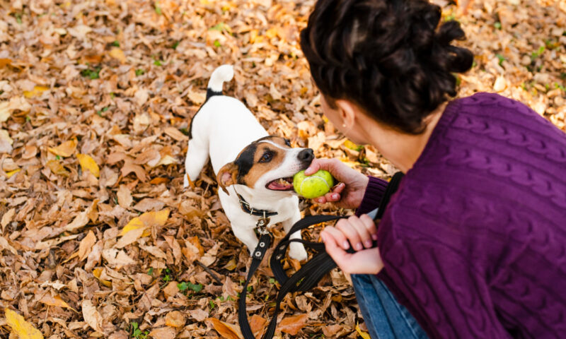 Reguli mai puțin cunoscute pentru animalele de companie în orașe
