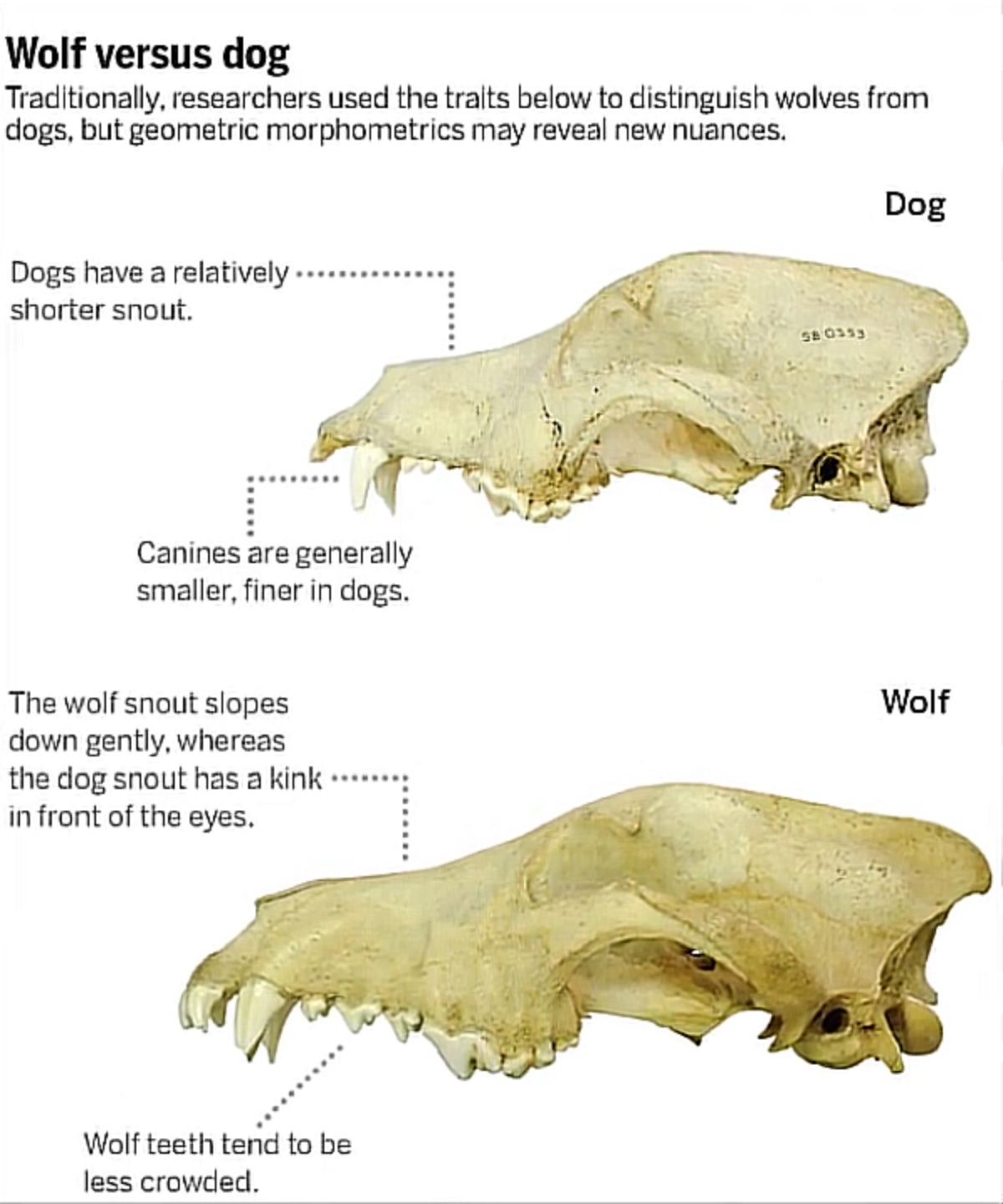 Cranii lup vs. caine