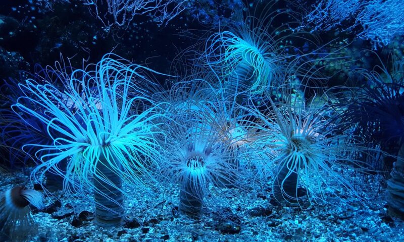 Extraterestrul din adâncuri. O descoperire uimitoare la mii de metri sub mare