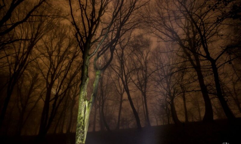 Pădurea din România ce a fascinat întreaga lume. Mistere, legende și dispariții inexplicabile