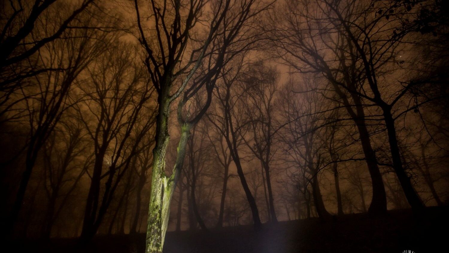 Pădurea din România ce a fascinat întreaga lume. Mistere, legende și dispariții inexplicabile