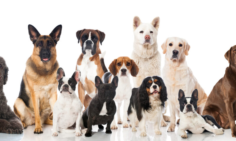 Surpriză uriașă: Câinii preistorici aveau deja sute de forme și dimensiuni