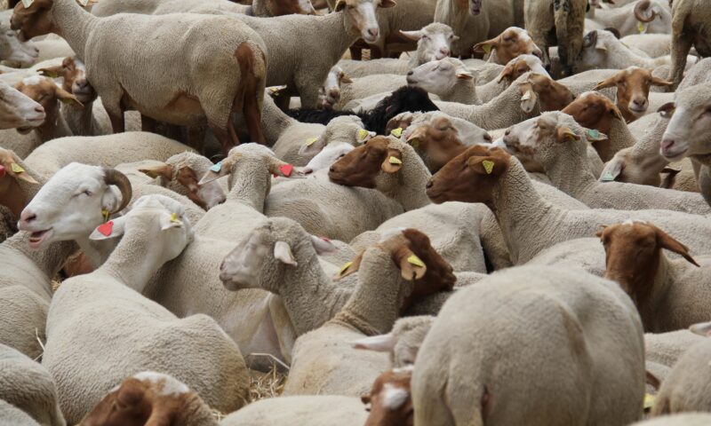 România, lider în UE la exportul de cereale. Recorduri financiare la exporturile de animale vii