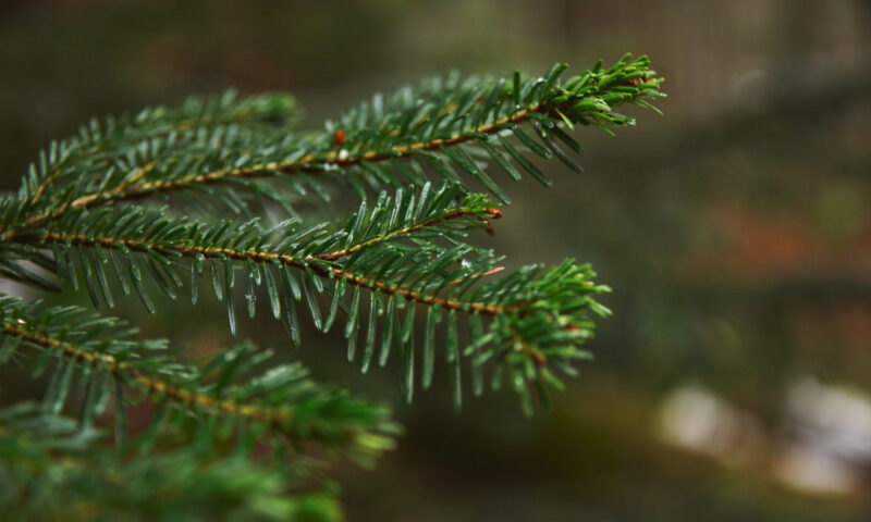 Un brad, furat de Sfântul Nicolae dintr-un cimitir din județul Gorj
