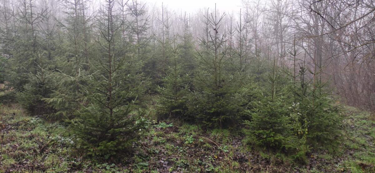 Brazi doar cu precomandă. Moldsilva scoate la vânzare aproape 38.000 de pomi de Crăciun, mai puțini decât anul trecut