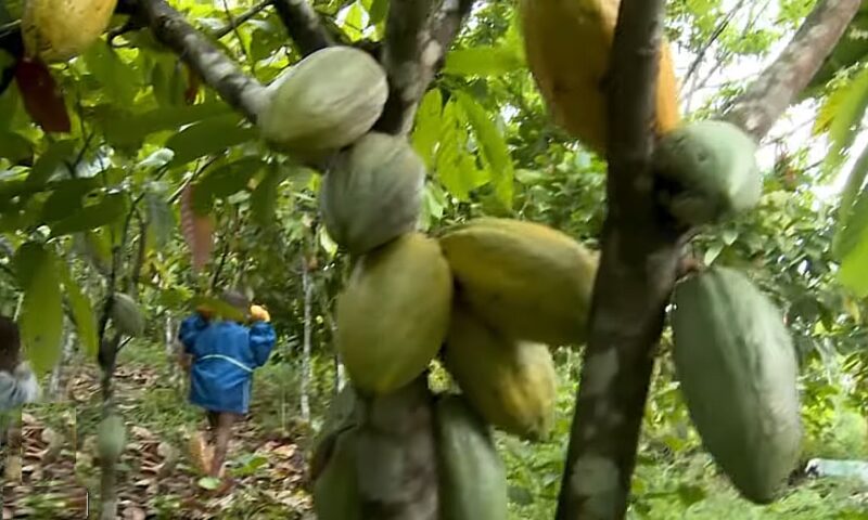 Cum au evoluat „pădurile de ciocolată”. Ce se întâmplă cu peste un milion de copii din industria cacao