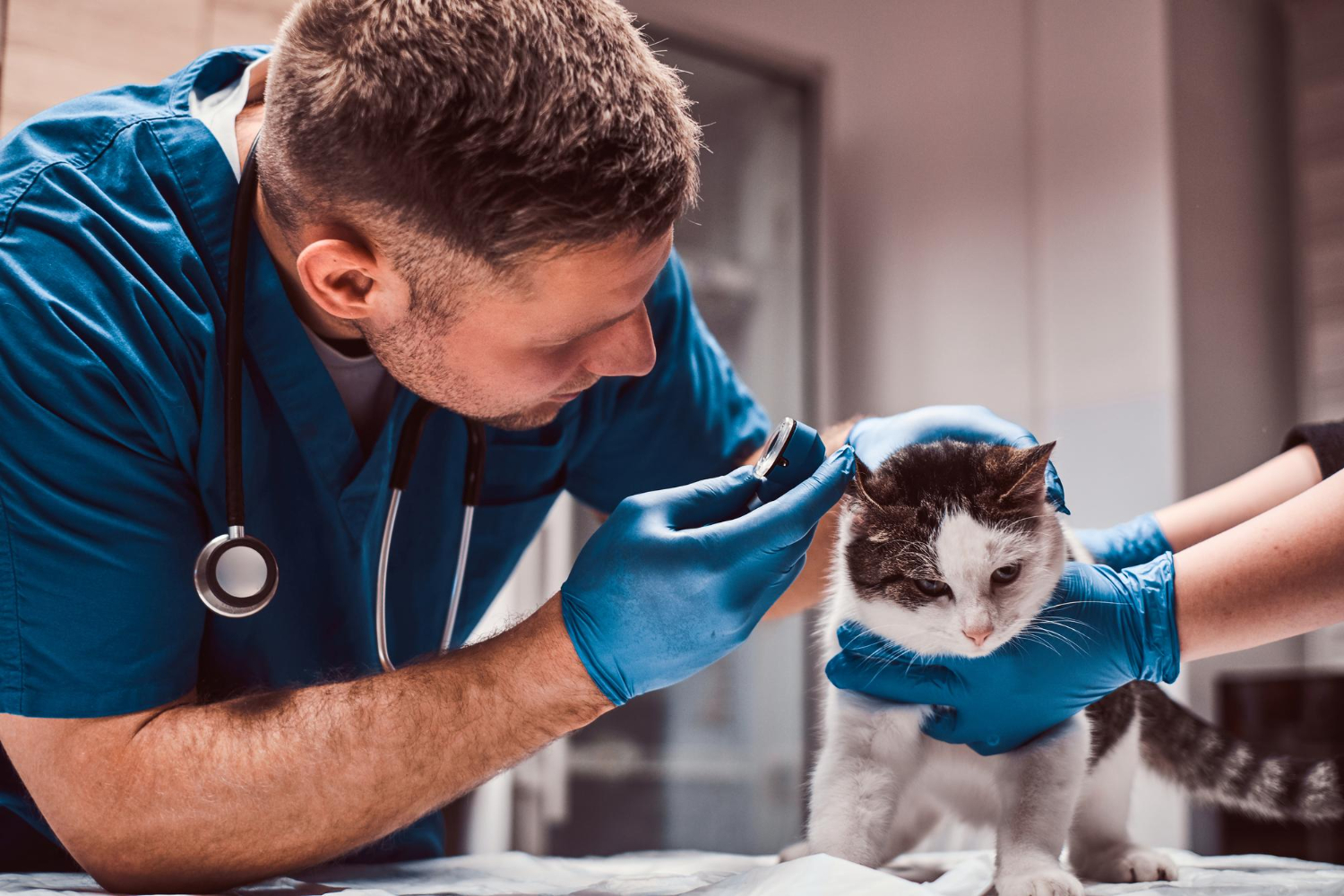 Medic veterinar