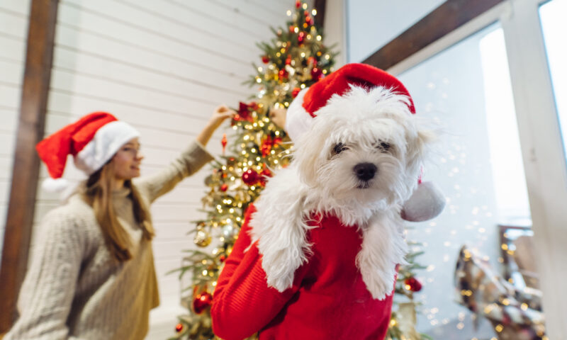 Cadouri responsabile. De ce animalele nu ar trebui să fie cadouri de Crăciun