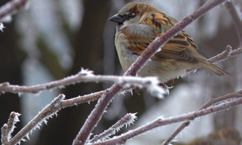 Urmează nopți cu -8 grade și zece zile cu ninsori. Prognoza Accuweather ne aduce, însă, și o surpriză la final de lună