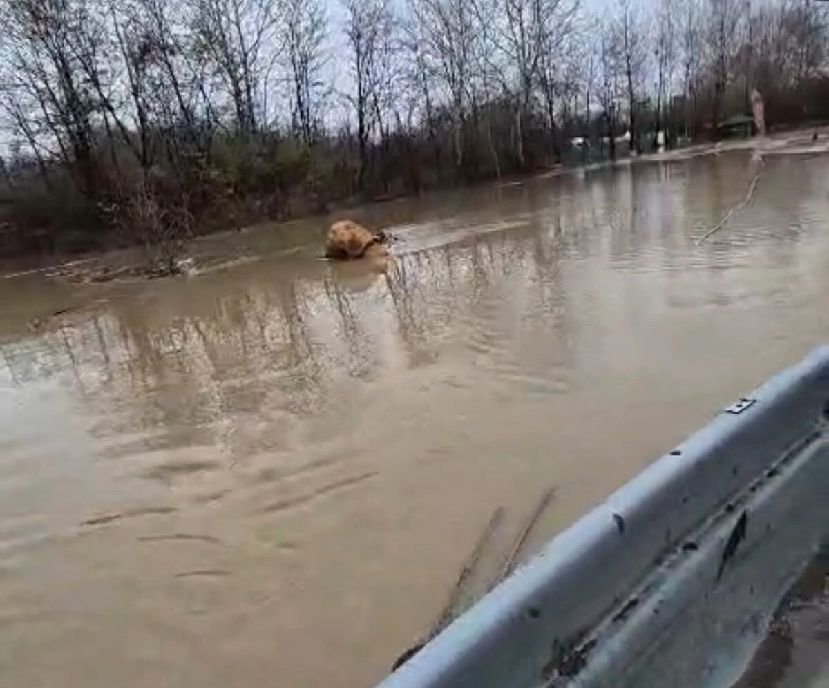Dezastru în Dâmbovița. O viitură a distrus Insula Crapilor și zeci de hectare de teren