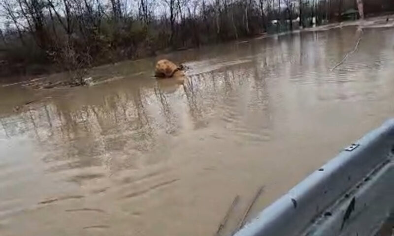 Dezastru în Dâmbovița. O viitură a distrus Insula Crapilor și zeci de hectare de teren