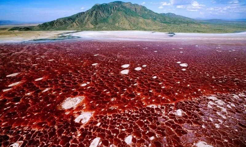 Lacul care transformă animalele în piatră. Misterul Lacului Natron din Tanzania și explicațiile științifice