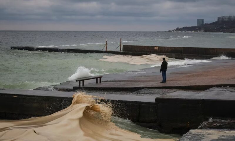 Fauna marină, afectată de atacurile ruse de la portul Odessa. Marea Neagră, poluată cu ulei