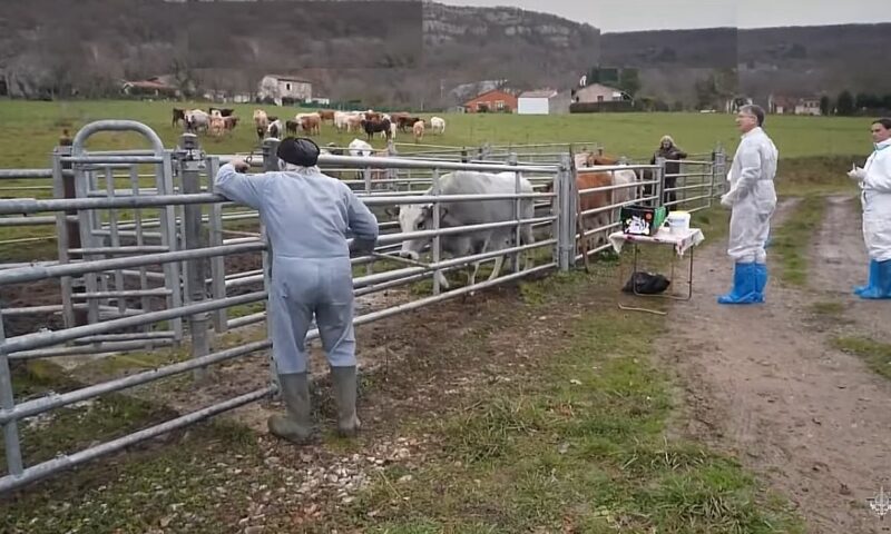 Dermatoza nodulară atacă fermele. Franța mobilizează armata în lupta împotriva epidemiei