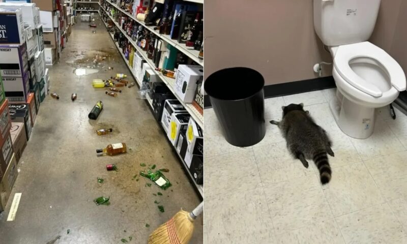 Un raton a devenit suspect principal într-o serie de „spargeri” după ce a fost găsit beat într-un magazin din Virginia