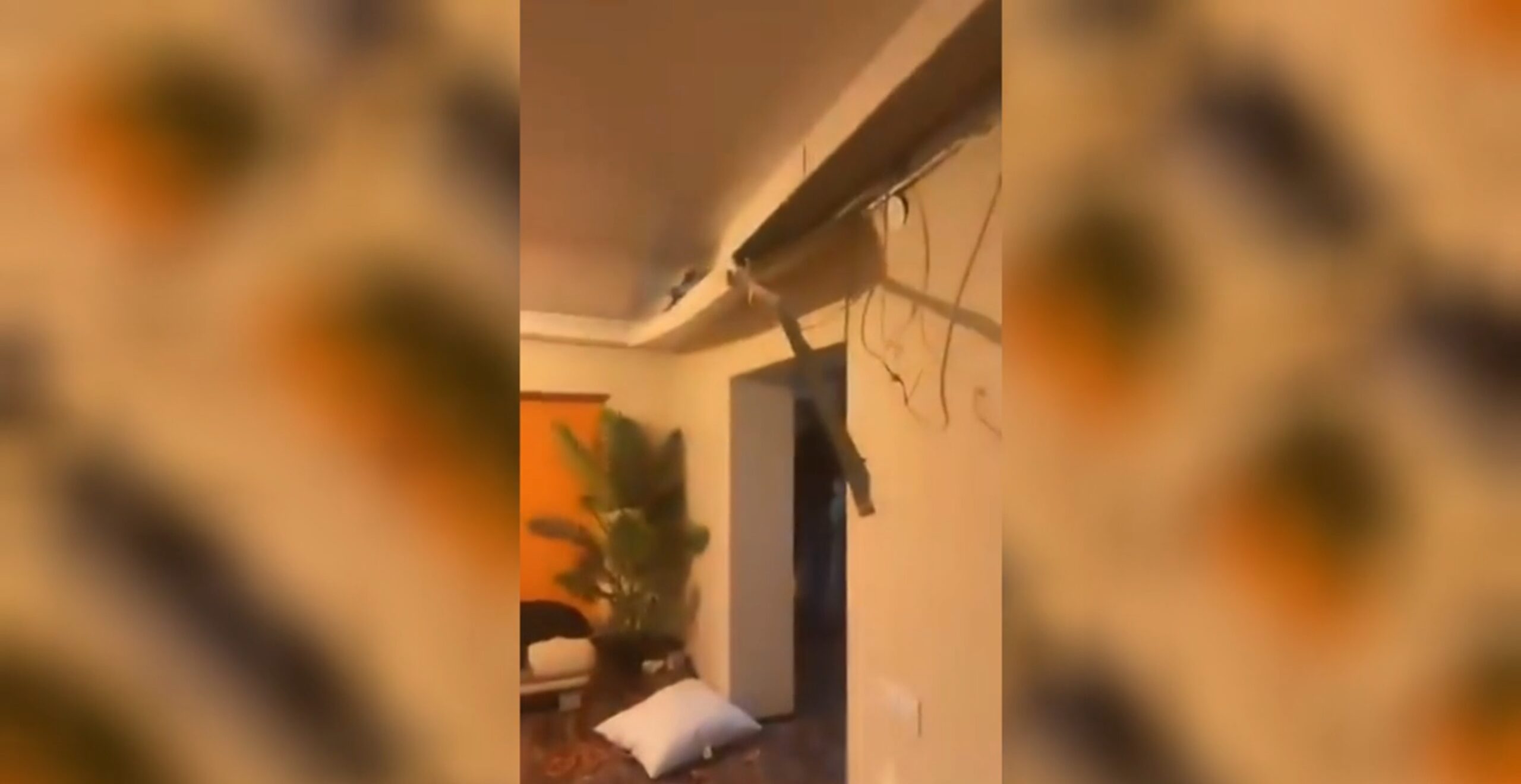 Fanii Feyenood au distrus un apartament in București