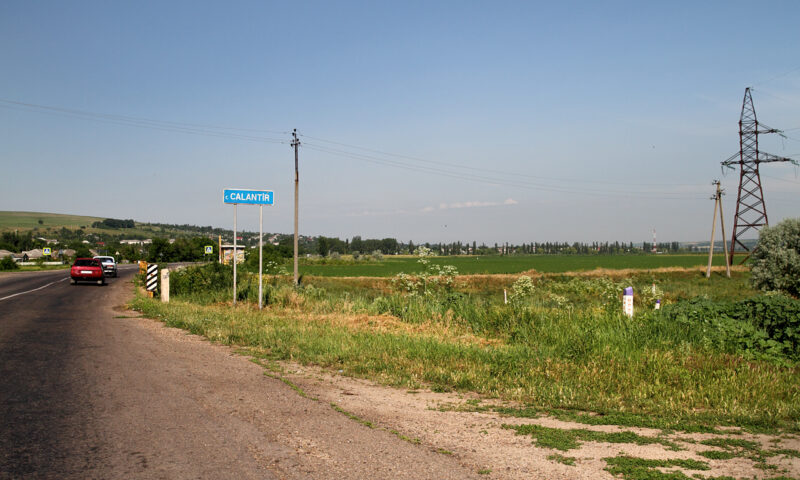 Porci hrăniţi cu cadavre umane. Un cuplu de fermieri, reţinut