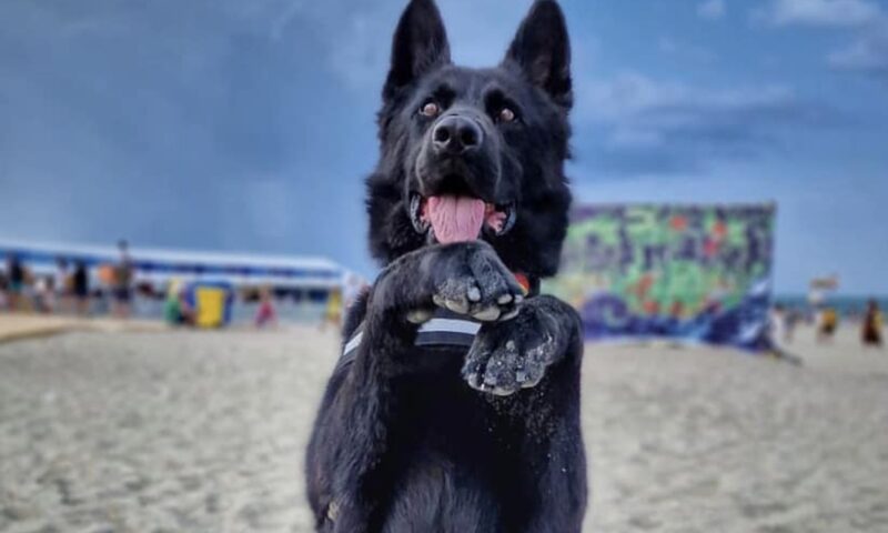 A murit Șuier, unul dintre cei mai cunoscuți câini ai Poliției Române. Era un simbol al misiunilor antidrog