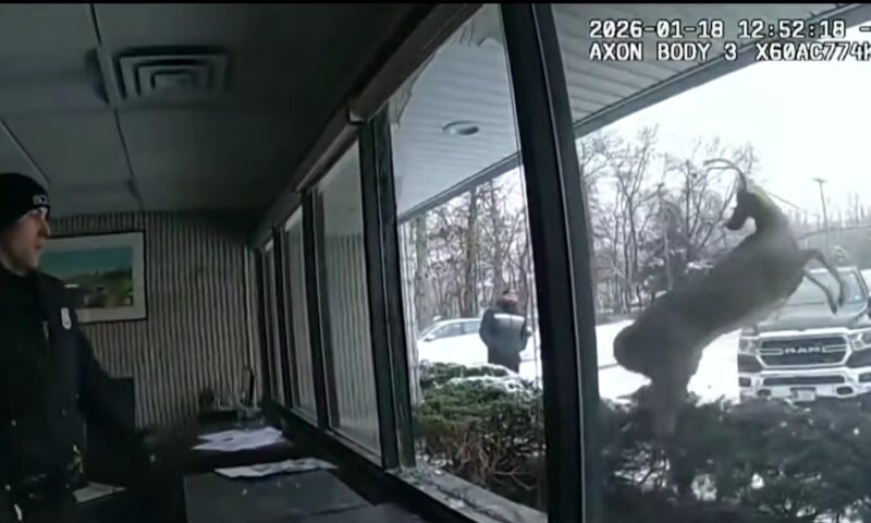 Incident neobișnuit în New York. Un cerb a intrat într-o bancă și a pus pe jar poliția