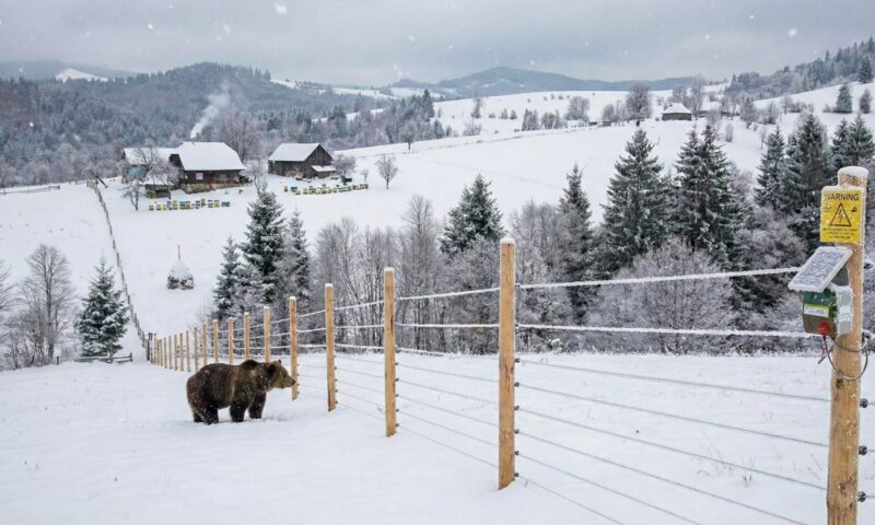 Diana Buzoianu, ministrul Mediului, a găsit soluția pentru urși: închide în țarcuri oamenii