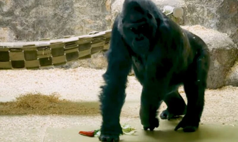 Criză la grădina zoologică din Kiev. Cum supraviețuiesc animalele sub amenințarea atacurilor aeriene