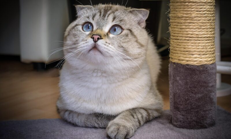 O țară europeană interzice deținerea unor rase de pisici. Amenda poate ajunge la 1.500 de euro