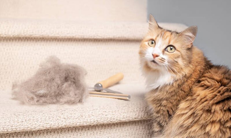 Cum să scapi de părul de pisică din casă. Trucuri simple