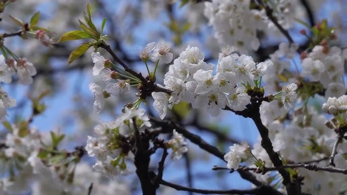 Horoscopul lui Dom’ Profesor, 22 ianuarie 2026. Despre speranță