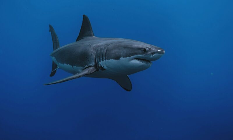 Patru atacuri ale rechinilor pe plajele din Sydney. Un copil de 12 ani a murit