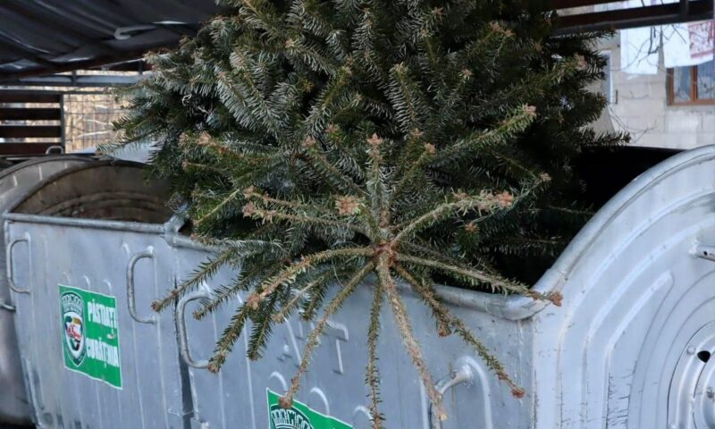 Toți brazii de Crăciun din Chișinău vor fi reciclați. Autoritățile explică unde trebuie depozitați și cum sunt reutilizați