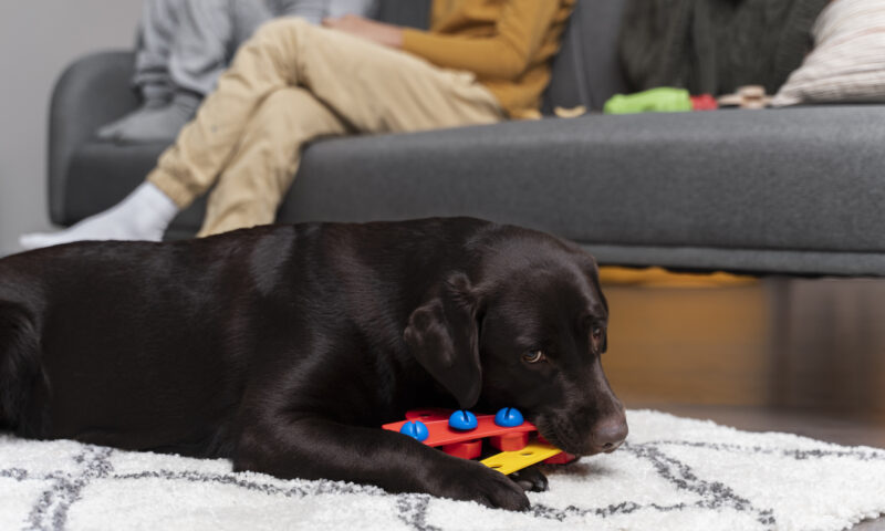Câinii își pot îmbogăți vocabularul învățând lucruri noi când ascultă de stăpânii lor