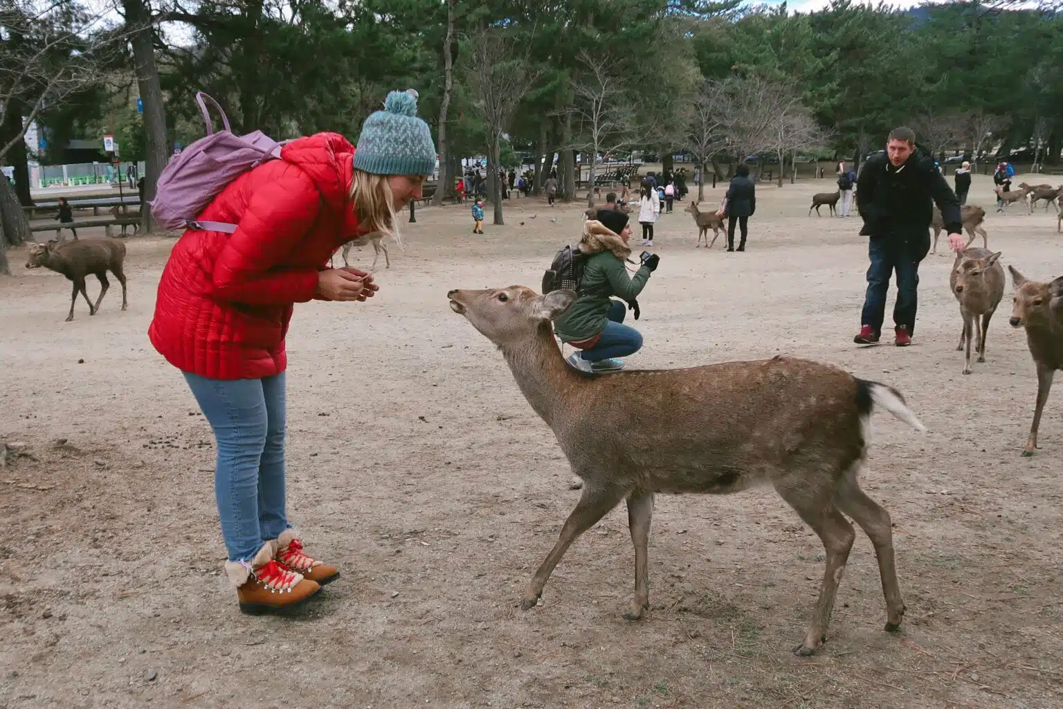 Căprioare în Nara, Japonia