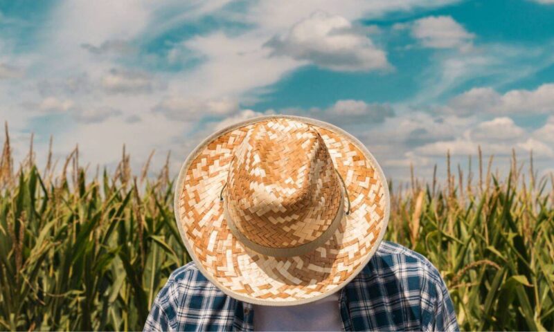 Paradox în agricultură: Recoltele abundente nu salvează fermele românești