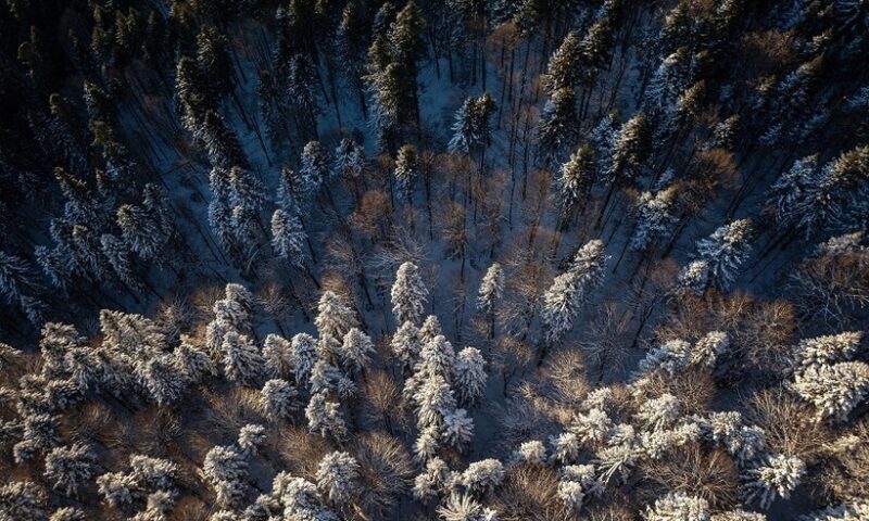 „Pădurea de Argint” și „Codrii de Aramă” din poezia lui Eminescu pot fi văzuți în realitate, în Parcul Natural Vânători Neamț